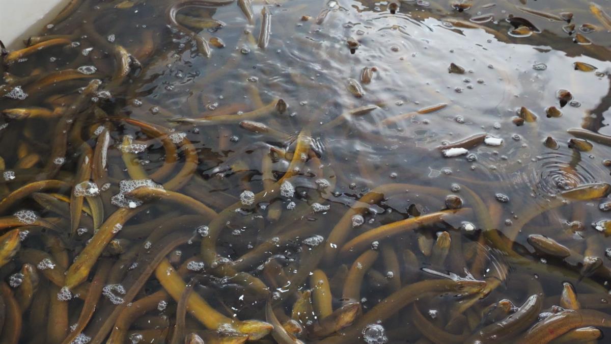 野生黃鱔最新價(jià)格行情，變化中的學(xué)習(xí)展現(xiàn)自信與成就的力量