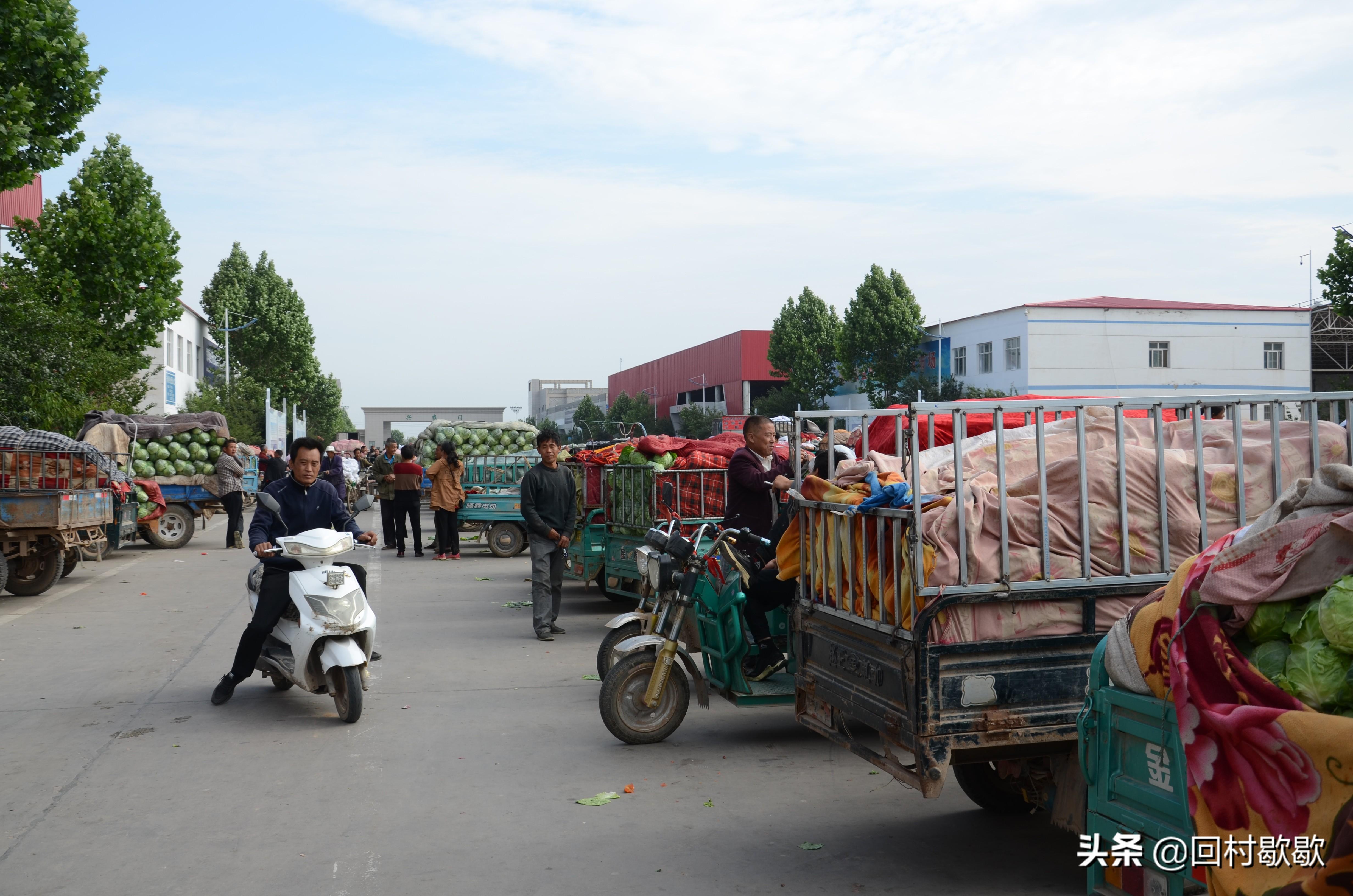 紫甘藍最新價格行情揭秘，新鮮資訊一網打盡！????