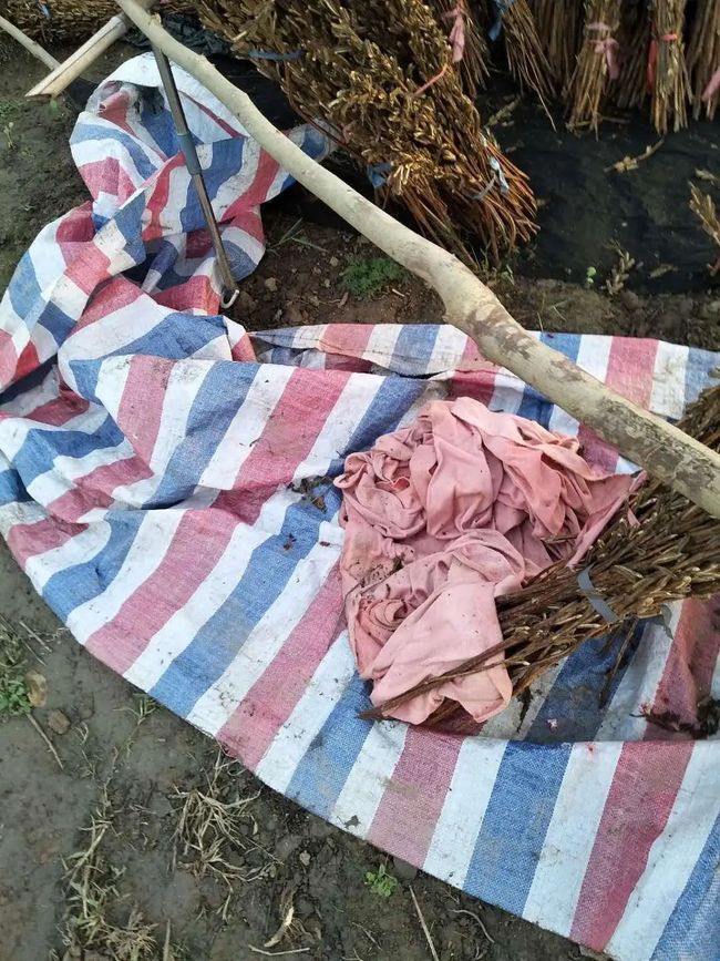 儀征玫瑰園最新動態(tài)，浪漫綻放與綠意盎然的生活體驗(yàn)