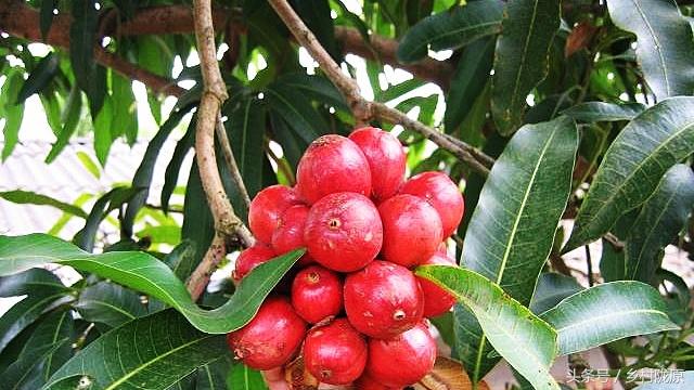 今天草果最新價格及市場走勢多元觀點探討