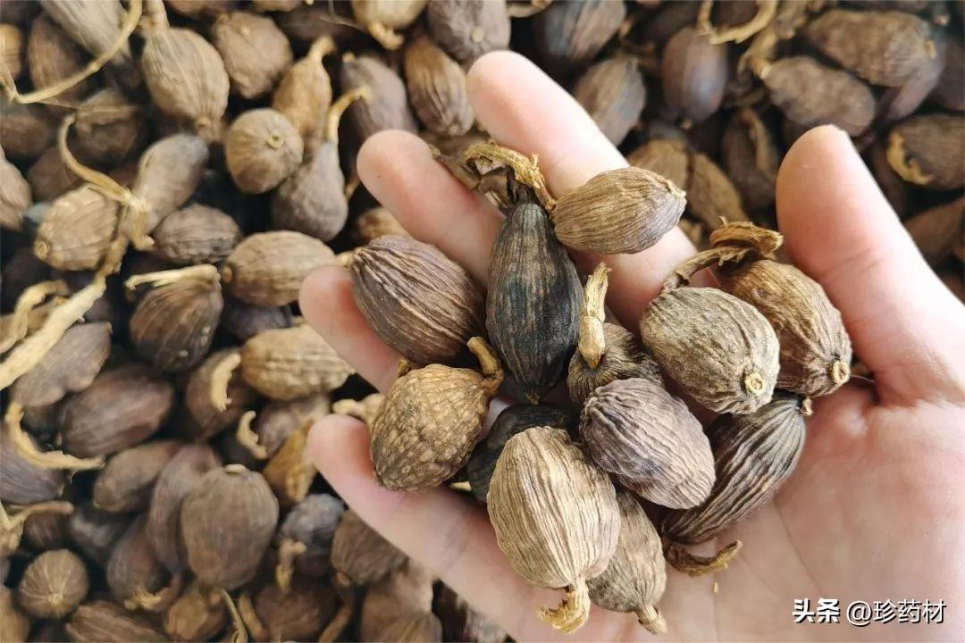 今天草果最新價格及市場走勢多元觀點探討