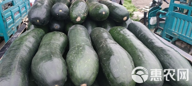 山東冬瓜最新價(jià)格行情動(dòng)態(tài)更新