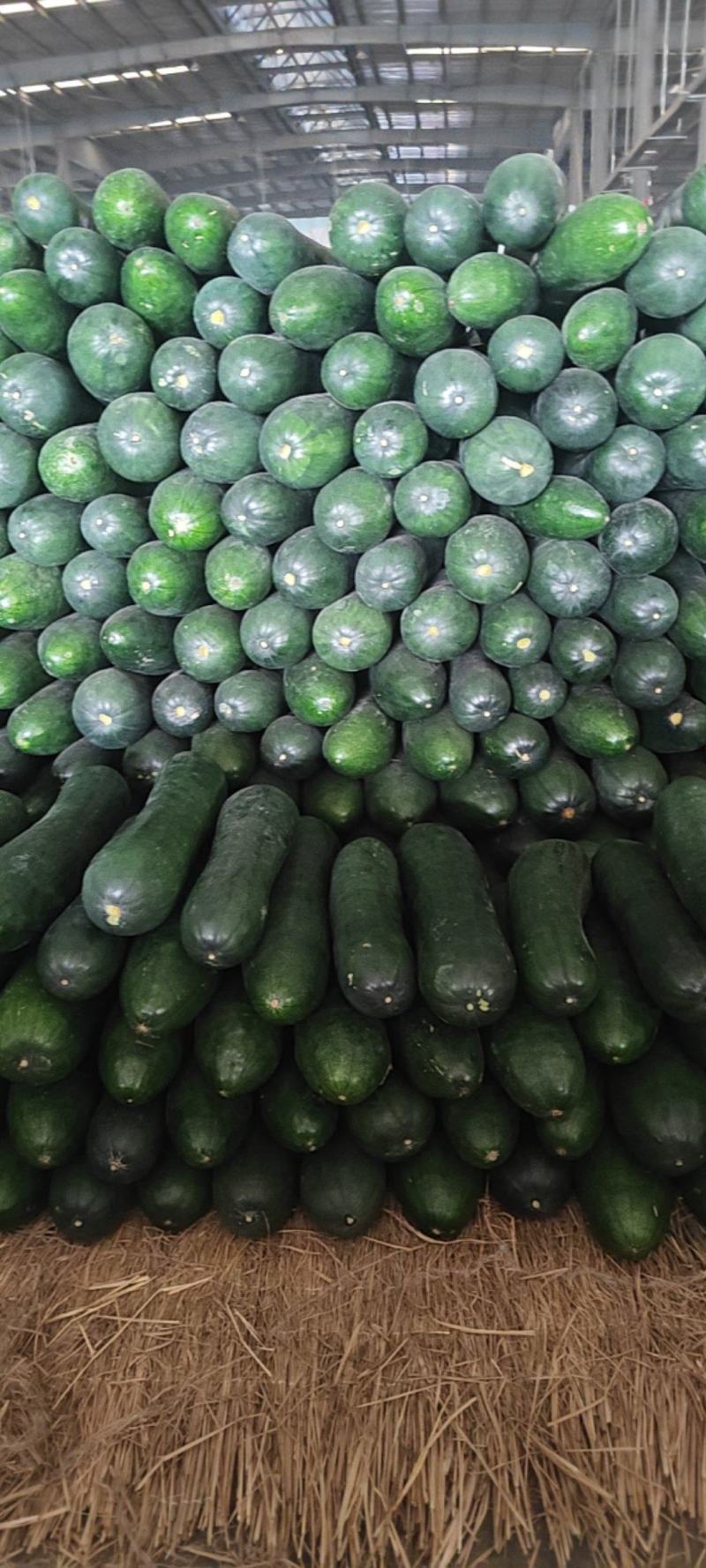 山東冬瓜最新價(jià)格行情動(dòng)態(tài)更新