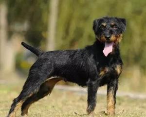 最新德國獵梗出售，背景、時(shí)代地位與影響分析