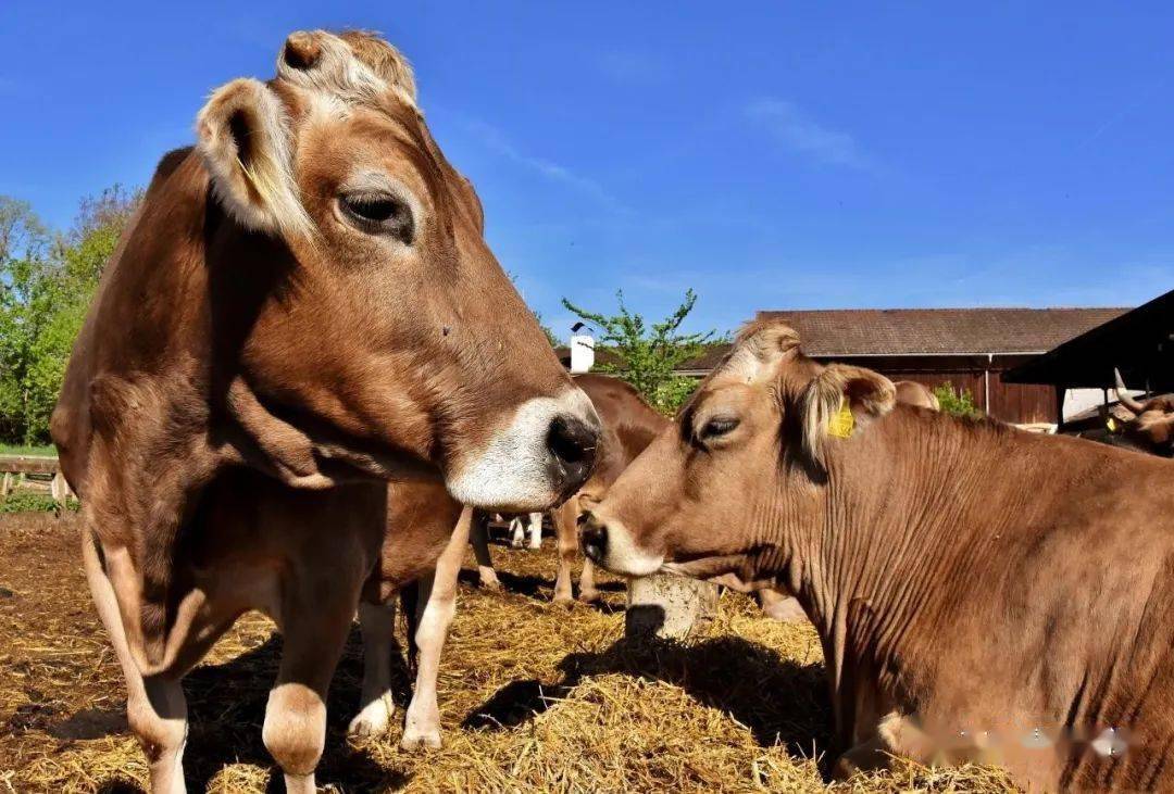 錢牛牛最新動態(tài)揭秘，牛運亨通的奇妙日常故事