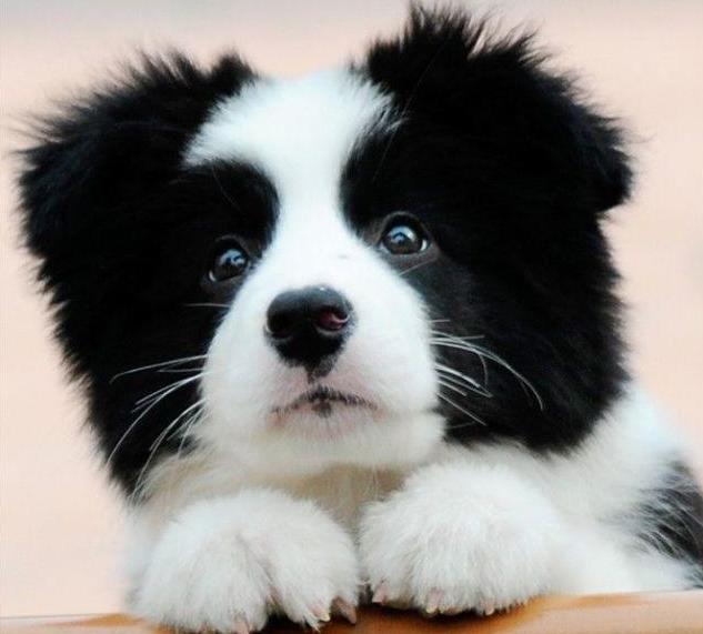 免費(fèi)領(lǐng)養(yǎng)邊牧2025，小巷特色小店與邊境牧羊犬的不解之緣