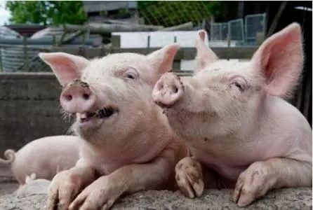 湖南郴州最新豬價走勢與尋找內(nèi)心平靜的自然之旅