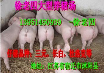 湖南郴州最新豬價走勢與尋找內(nèi)心平靜的自然之旅