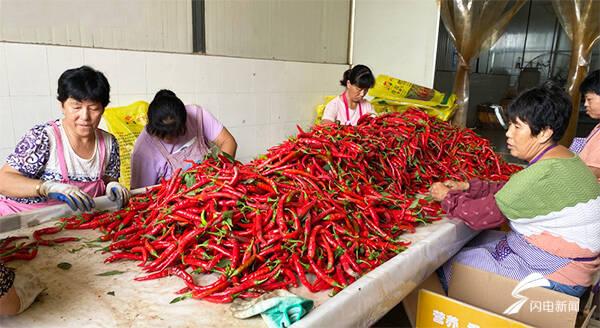 全國辣椒最新價格行情，科技引領(lǐng)產(chǎn)業(yè)變革，塑造未來生活新趨勢