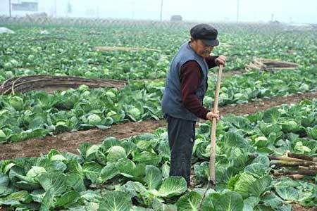 今日包菜價(jià)格行情更新