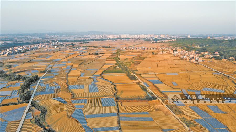 廣西那坡縣最新新聞報道