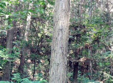 安徽國有林場(chǎng)改制開啟綠色新篇章，推動(dòng)可持續(xù)發(fā)展??