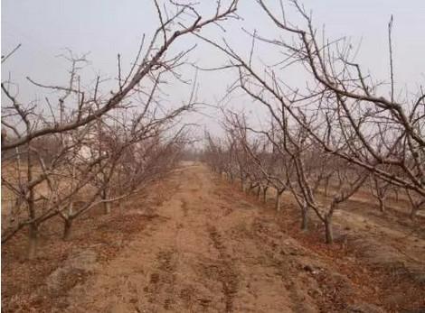 桃樹最新品種介紹大全，全面解析最新桃樹品種