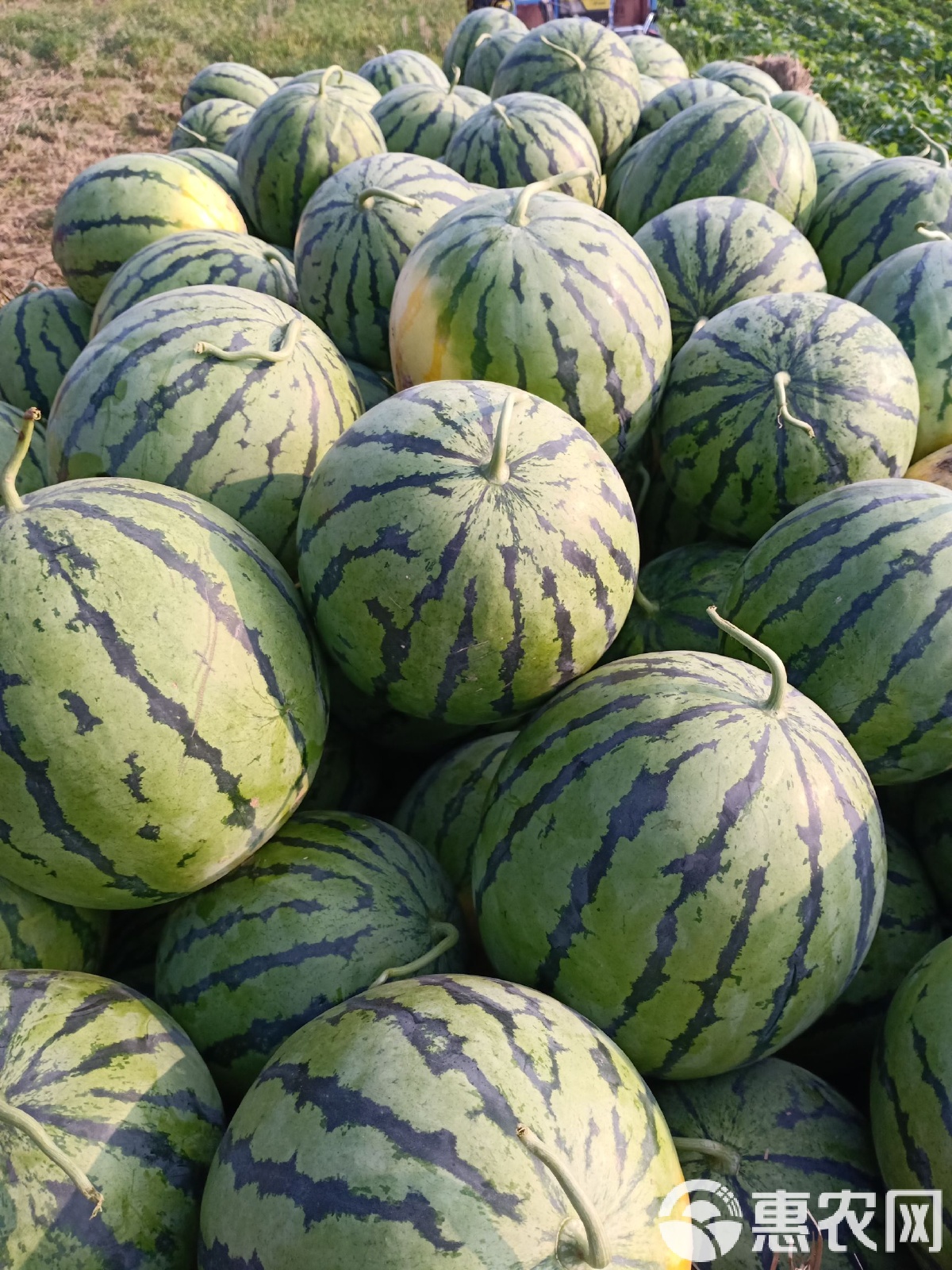 太康縣西瓜最新價(jià)格，時(shí)代背景下的瓜價(jià)變遷