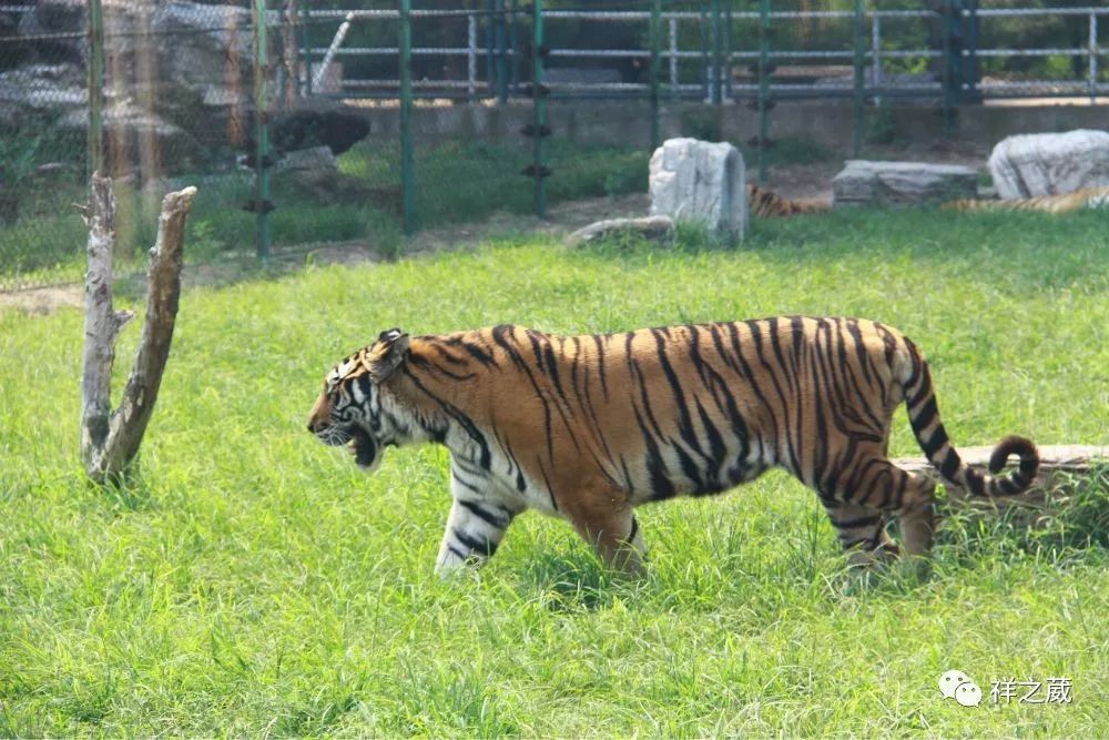 動物園老虎吃人事件揭秘，科技重塑現(xiàn)實，震撼體驗新紀(jì)元