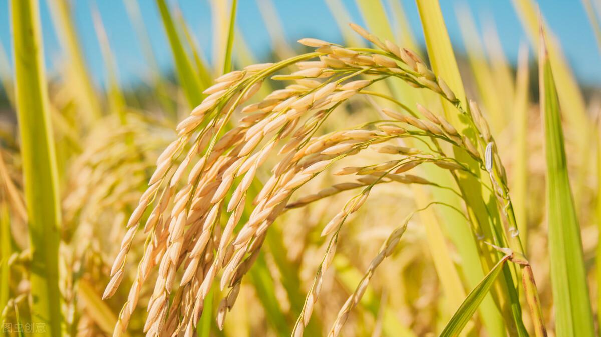 水稻最新價(jià)格行情預(yù)測(cè)，稻田故事中的溫情與價(jià)格走勢(shì)分析