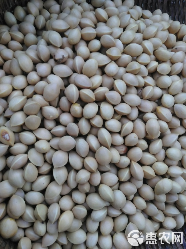 湖北麻城白果最新資訊更新